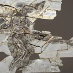 Esses dinossauros possuíam asas, mas eram incapazes de alçar voo.