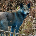 Cães cerúleos observados em Chernobyl instigam pesquisas, porém a razão é mais simples do que se pensa.