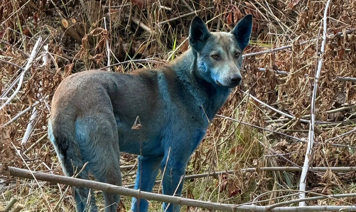 Cães cerúleos observados em Chernobyl instigam pesquisas, porém a razão é mais simples do que se pensa.