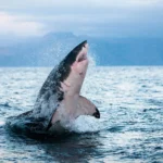 Os tubarões e atuns estão superaquecendo e esgotando alternativas.