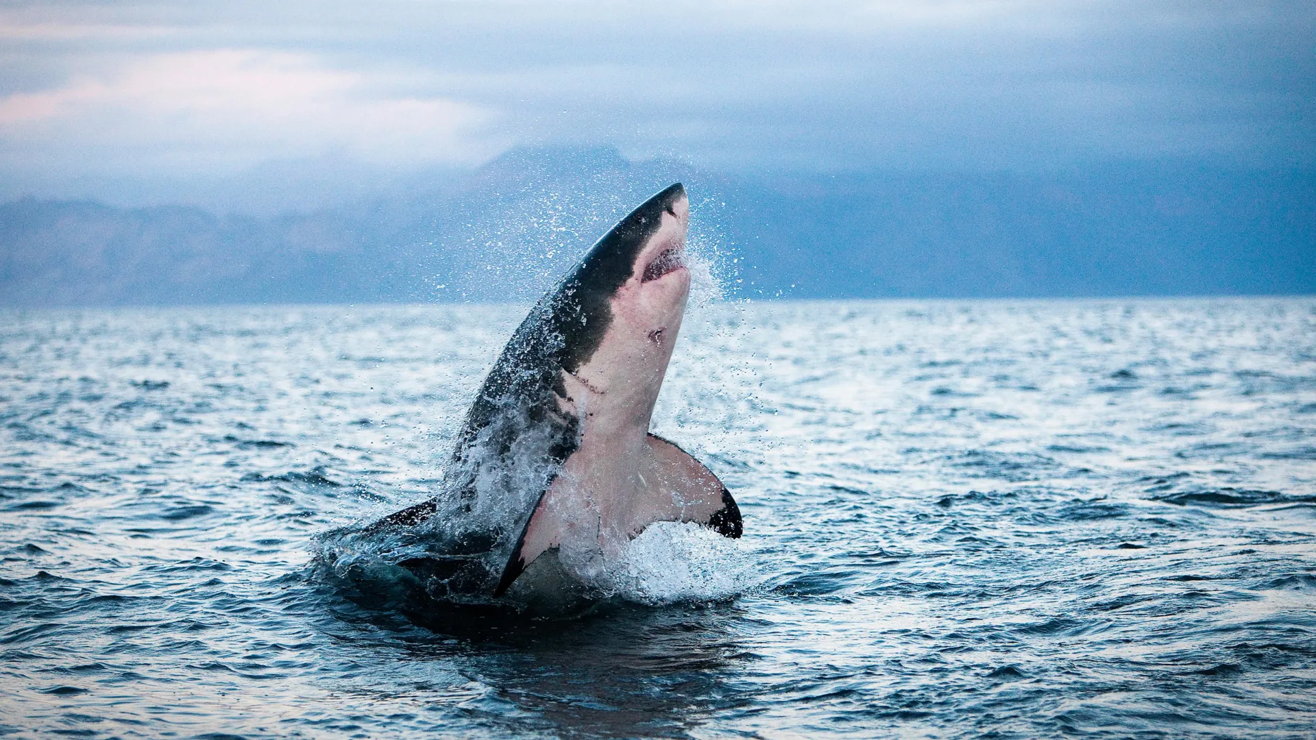 Os tubarões e atuns estão superaquecendo e esgotando alternativas.
