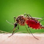 Cientistas encontram minúsculos motores de foguete dentro de parasitas da malária