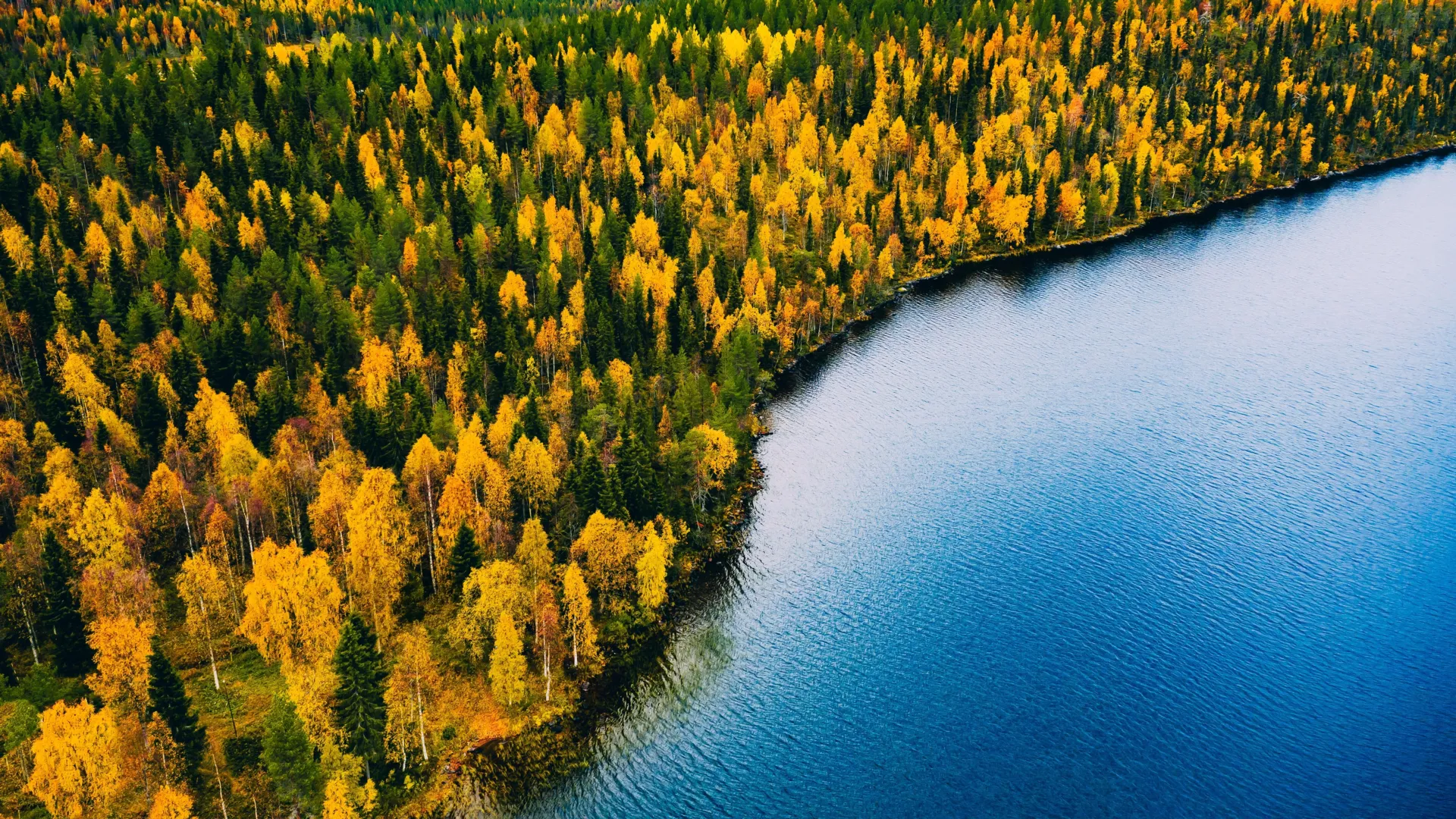 Um “mundo esquecido” sob o Mar do Norte já foi repleto de florestas