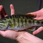 DNA descobre duas novas espécies de robalo camufladas à vista.