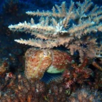 Como os polvos superaram a maior extinção da Terra e dominaram os mares