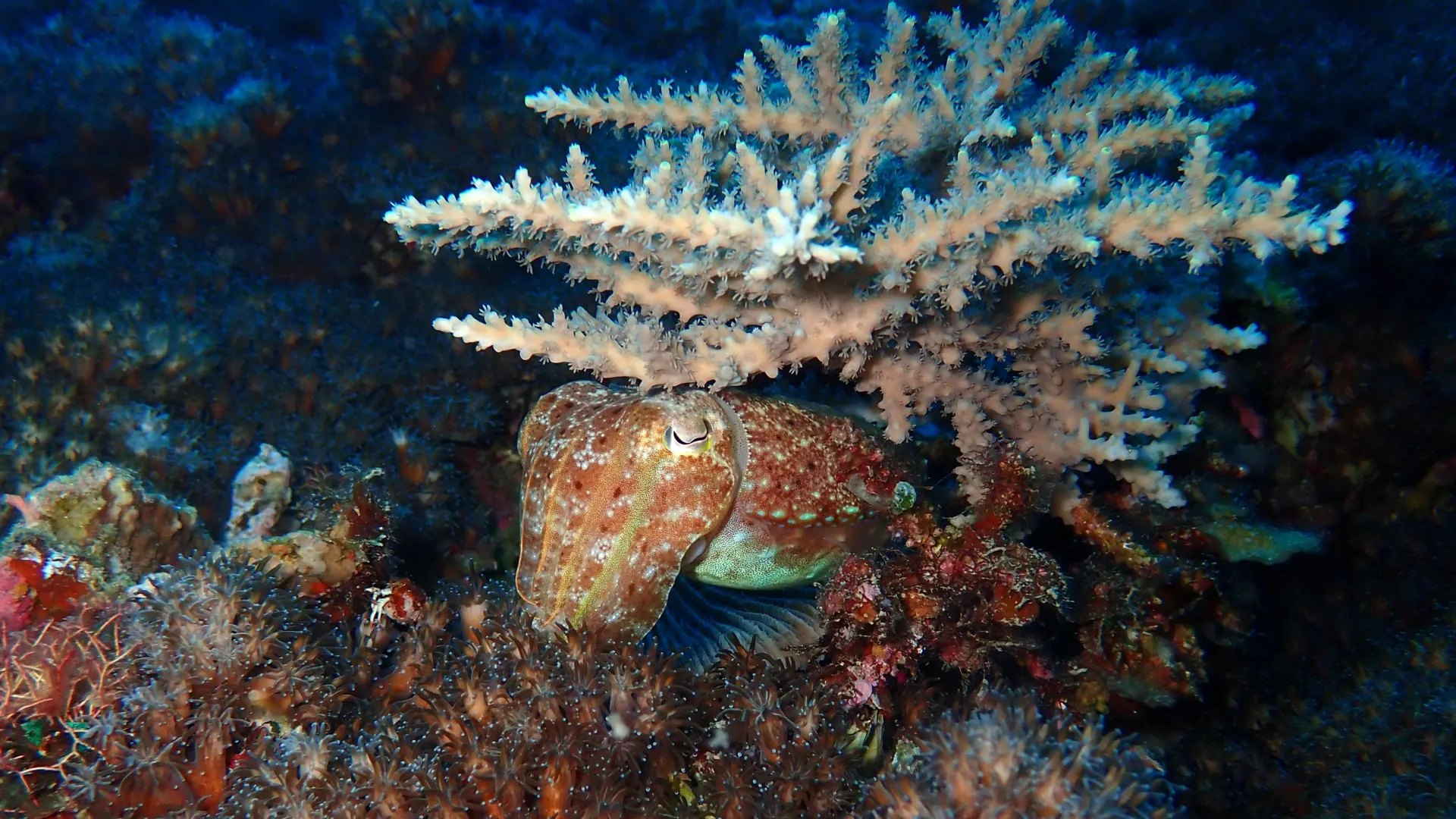 Como os polvos superaram a maior extinção da Terra e dominaram os mares