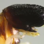 Cientistas encontram estranha térmite que se assemelha a uma pequena baleia esperma