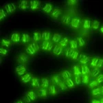 Cientistas surpresos ao reprogramar maquinaria do DNA para moldar células