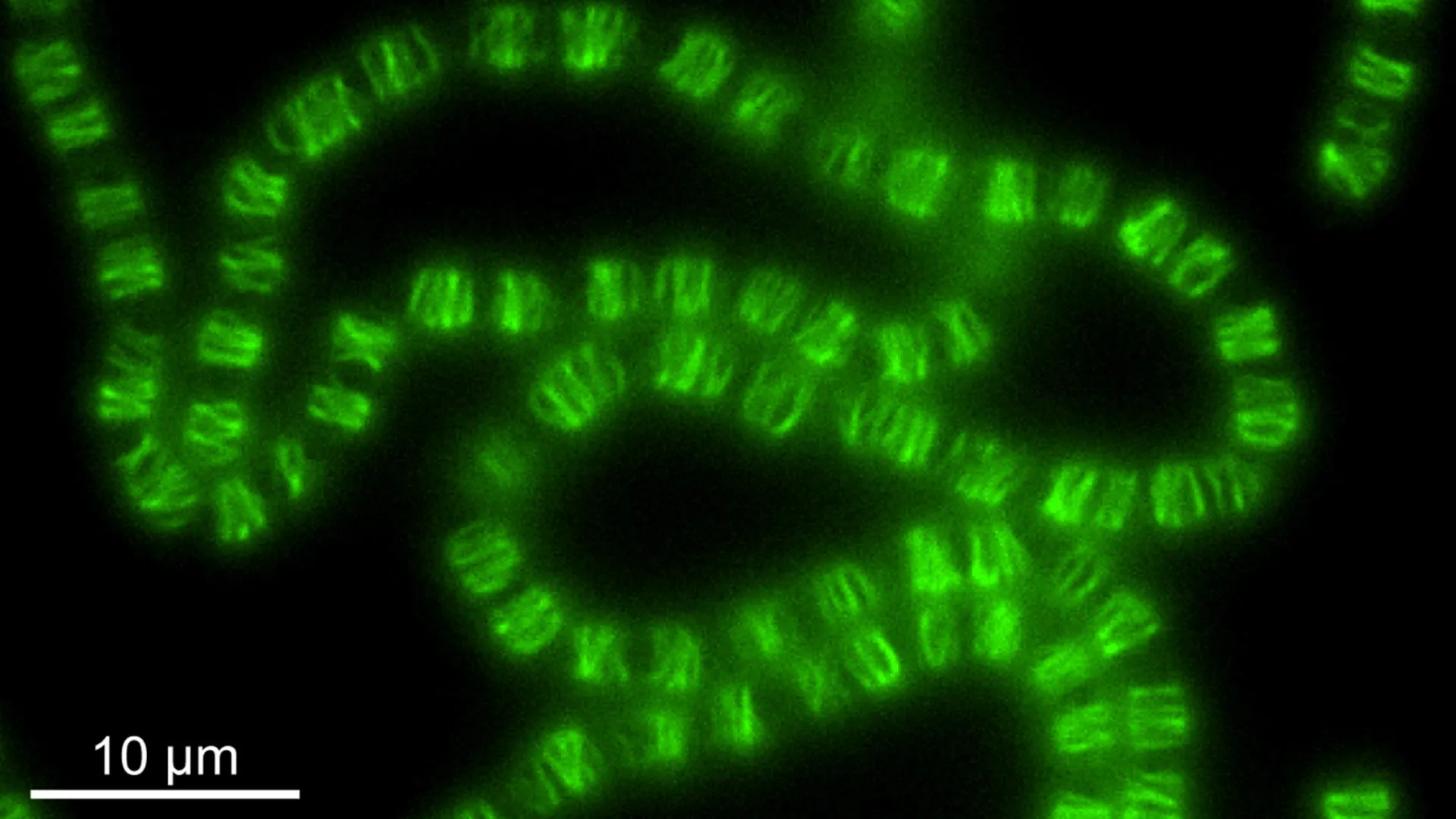 Cientistas surpresos ao reprogramar maquinaria do DNA para moldar células
