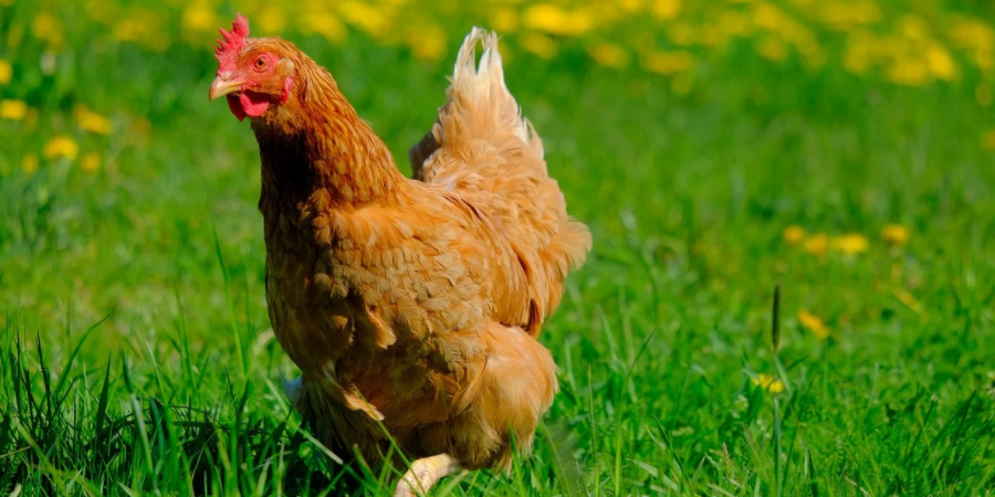 Pesquisa descobre a realidade encoberta nas rótulos de ovos de aves “livres em pasto”.
