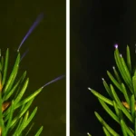 Pesquisadores acabam de registrar árvores irradiando eletricidade durante tempestades