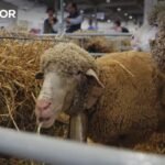 Produtores sinalizam prejuízos financeiros gerados pela febre catarral em Castelo Branco