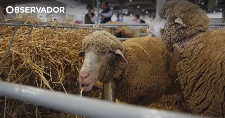 Produtores sinalizam prejuízos financeiros gerados pela febre catarral em Castelo Branco