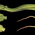 Análise genética descobre uma espécie secreta de víbora em território chinês.