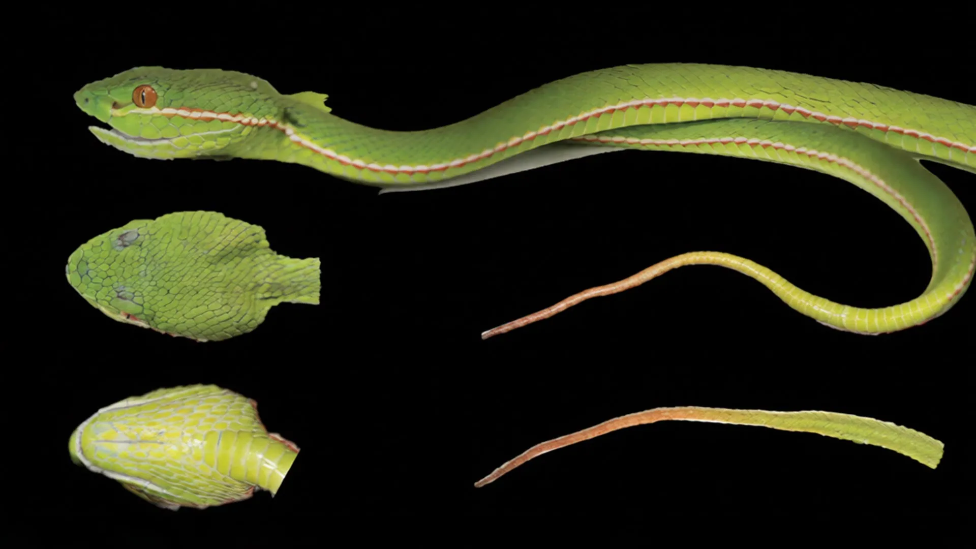 Análise genética descobre uma espécie secreta de víbora em território chinês.