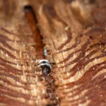 Uma guerra química secreta está se desenrolando dentro das árvores de abeto