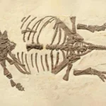 Esses diminutos fósseis de dinossauro enganaram pesquisadores por duas décadas.