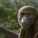 Pesquisadores afirmam que temos buscado no local inadequado para a origem humana.
