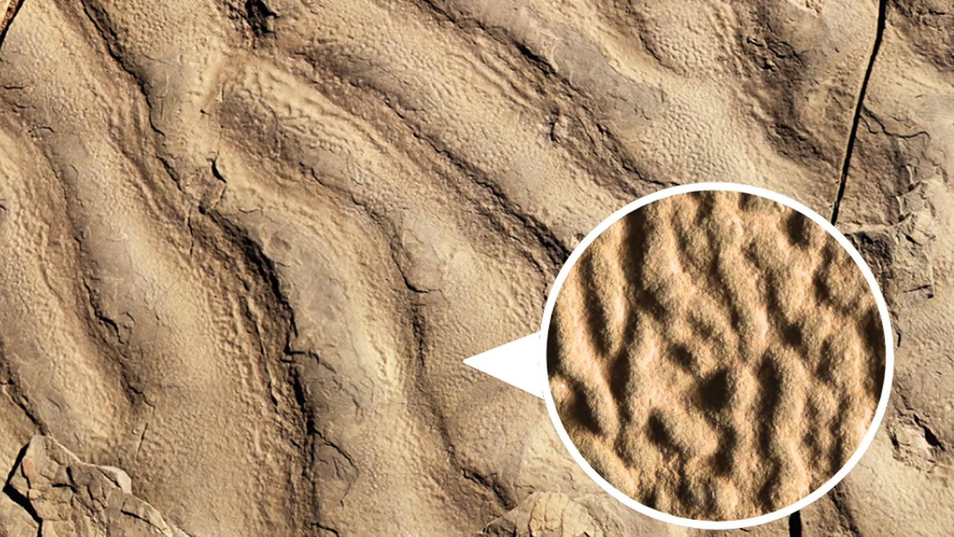 Estranhas rochas “pele de elefante” desvendam vida antiga nas profundezas do oceano