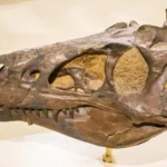 Pesquisadores acreditavam que se tratava de um T. rex jovem. Estavam enganados.