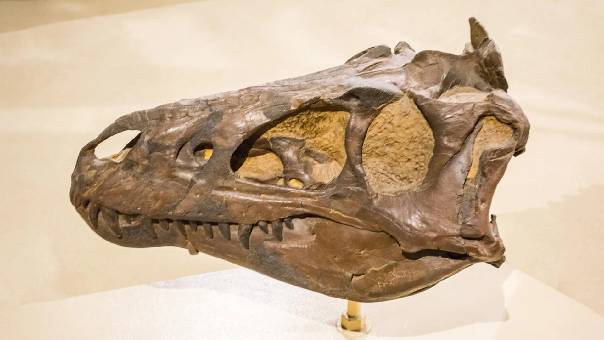 Pesquisadores acreditavam que se tratava de um T. rex jovem. Estavam enganados.