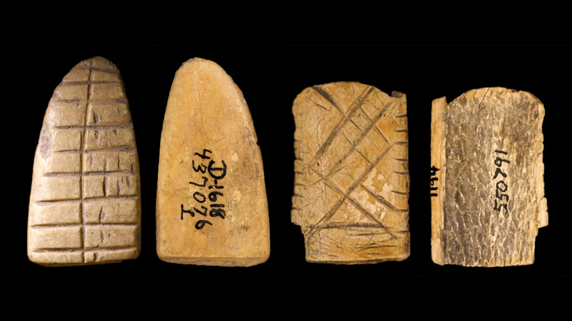 Os antigos dados ósseos desvendam 12.000 anos de apostas na América