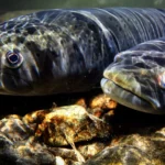 Populações de peixes de água doce despencam 81% com o colapso das migrações fluviais