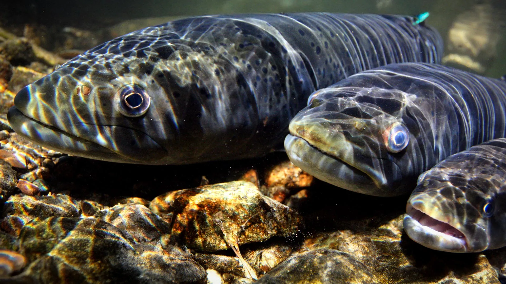 Populações de peixes de água doce despencam 81% com o colapso das migrações fluviais