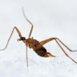 Pesquisadores descobriram um inseto que produz calor em temperaturas gélidas.