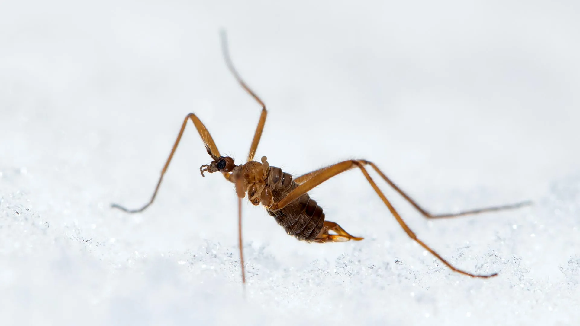 Pesquisadores descobriram um inseto que produz calor em temperaturas gélidas.