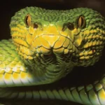 Espécie intrigante de cobra em Myanmar apresenta características de várias espécies simultaneamente