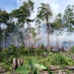 Incêndios Florestais em Turfeiras Tropicais Ricas em Carvão Alcançam Máxima de 2000 Anos