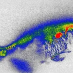 Antibióticos Ocultos em Peixes de Rios Geram Novos Receios sobre Segurança Alimentar