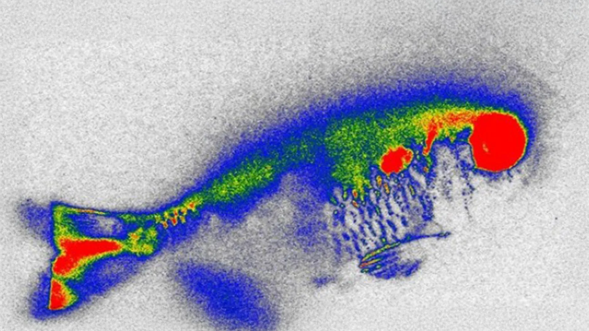 Antibióticos Ocultos em Peixes de Rios Geram Novos Receios sobre Segurança Alimentar