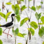 Cientistas acabaram de desmascarar um mito de meio século sobre as aves do Havai