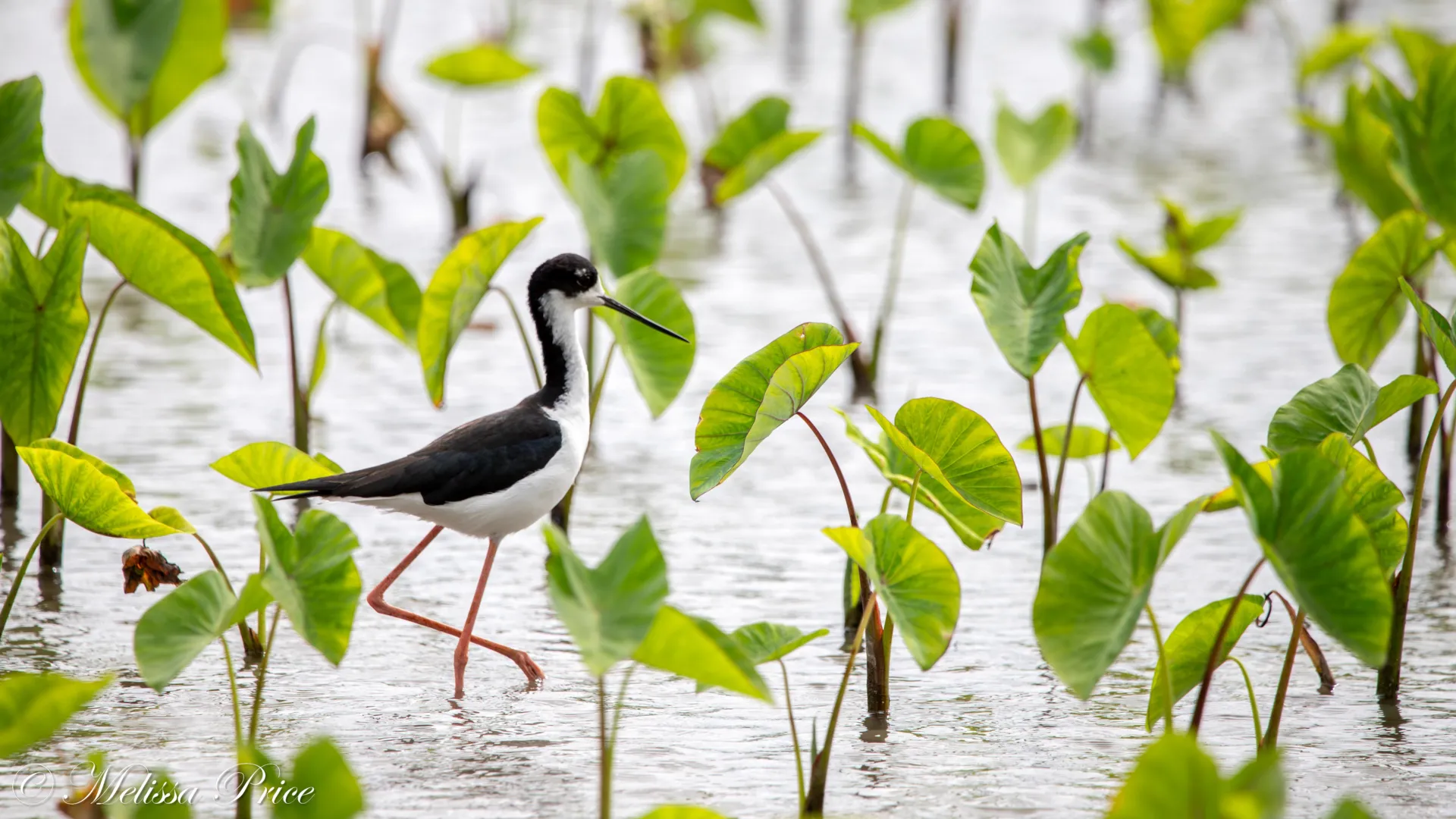 Cientistas acabaram de desmascarar um mito de meio século sobre as aves do Havai