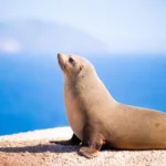 Experiência de mergulho com focas revela atrasos em batimentos cardíacos após voltar à terra.