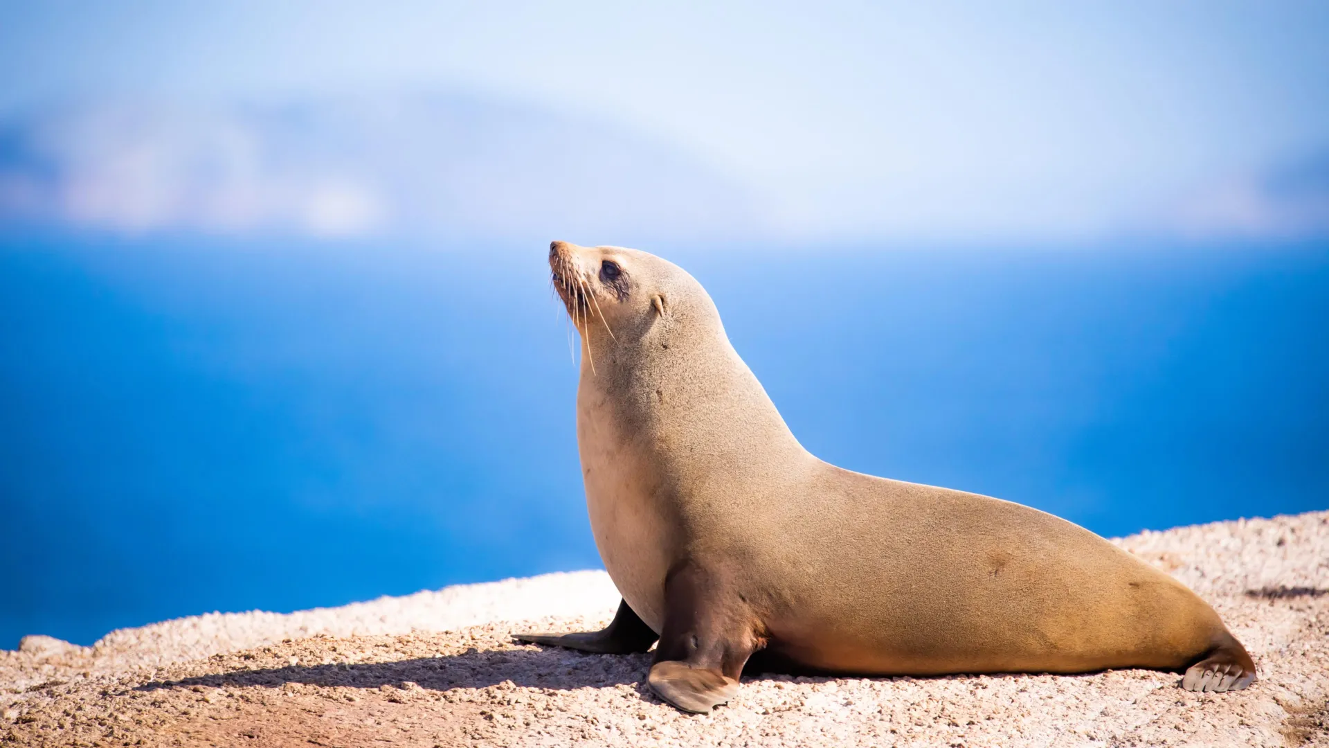 Experiência de mergulho com focas revela atrasos em batimentos cardíacos após voltar à terra.