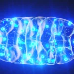 Esse curioso movimento de “perlas” dentro das células pode transformar nossa compreensão sobre doenças.