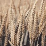 Fome em um planeta repleto não é uma fatalidade, advertem autoridades espirituais sobre a prerrogativa à sustento e nutrição