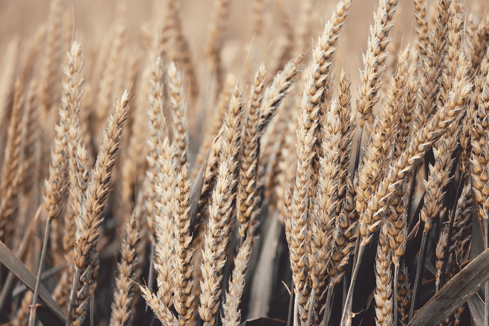 Fome em um planeta repleto não é uma fatalidade, advertem autoridades espirituais sobre a prerrogativa à sustento e nutrição
