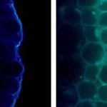 A Luz Potencializa as Plantas, mas Também as Limita