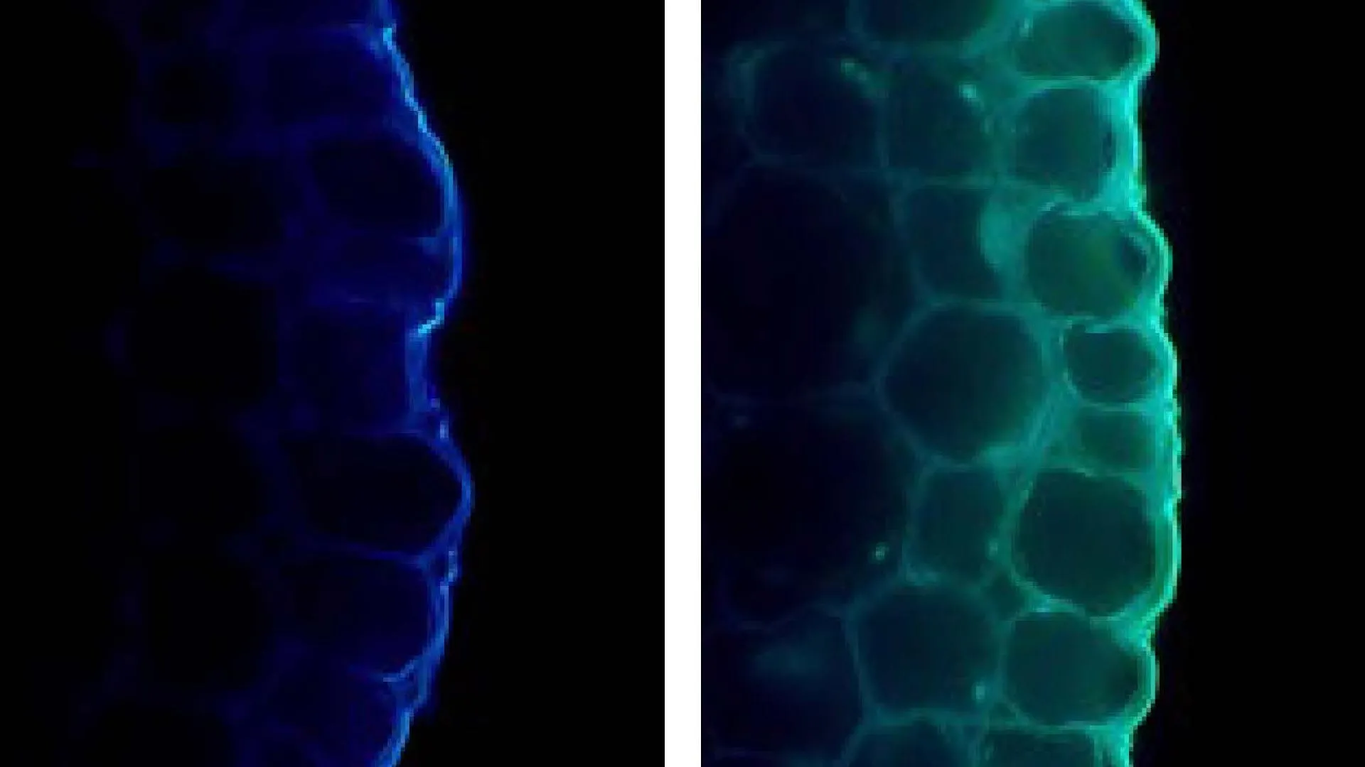 A Luz Potencializa as Plantas, mas Também as Limita
