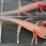 Cientistas descobriram o gene “graal sagrado” que pode um dia auxiliar humanos a regenerar membros.