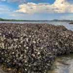 Este projeto simples pode salvar recifes de ostras em todo o mundo