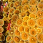 O que pesquisadores descobriram dentro dos recifes de coral pode transformar o futuro da medicina.