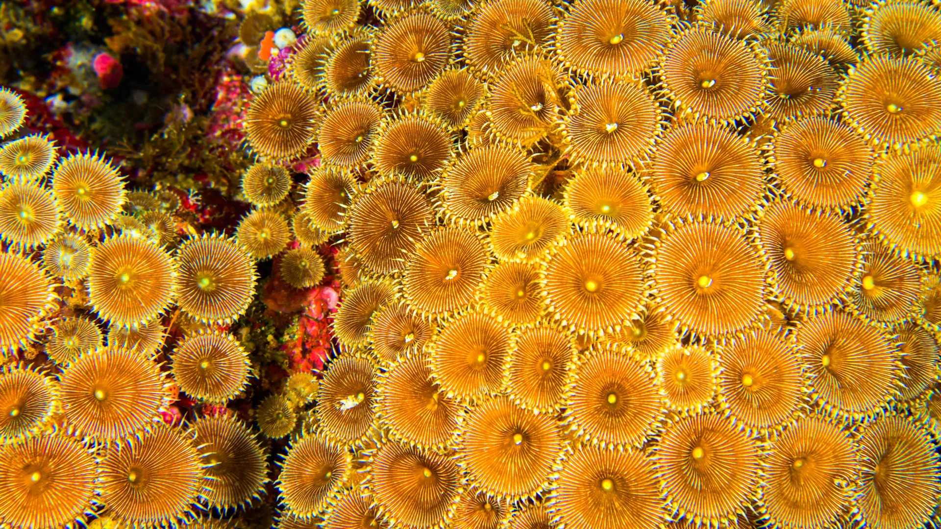 O que pesquisadores descobriram dentro dos recifes de coral pode transformar o futuro da medicina.